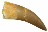 Fossil Plesiosaur (Zarafasaura) Tooth - Morocco #297997-1